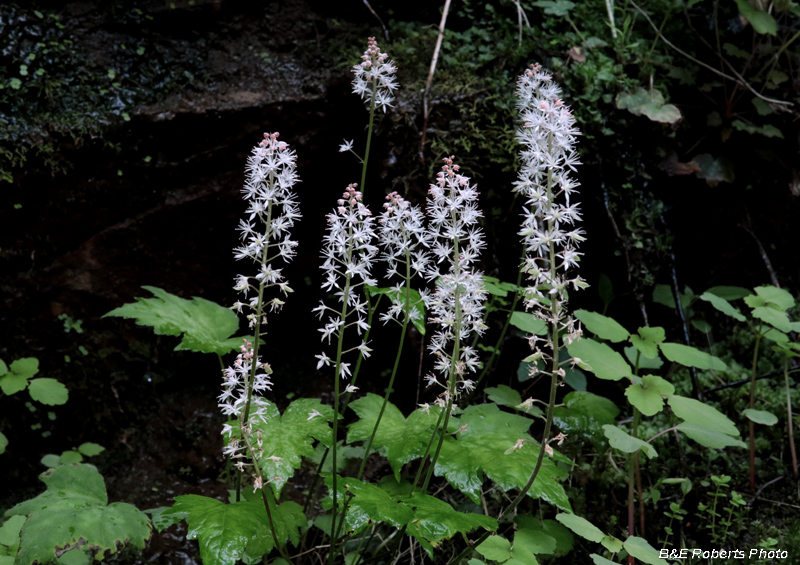 Foamflower