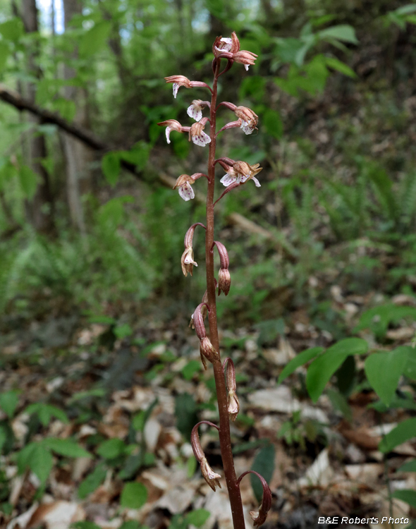 Wisters_Coralroot