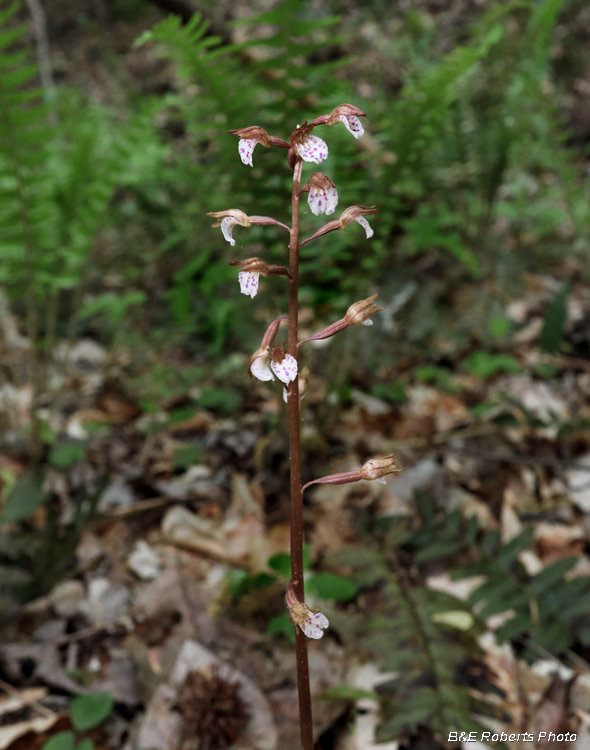 Wisters_Coralroot