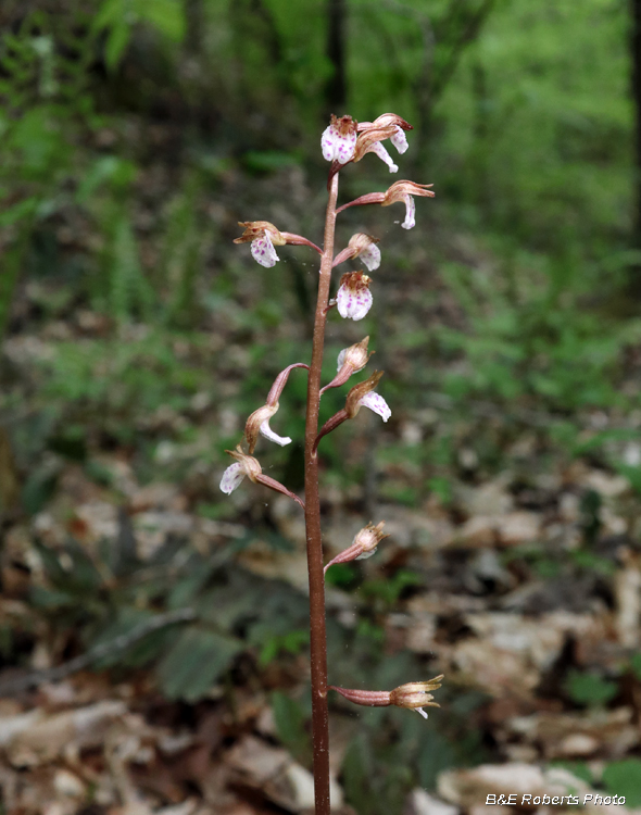 Wisters_Coralroot