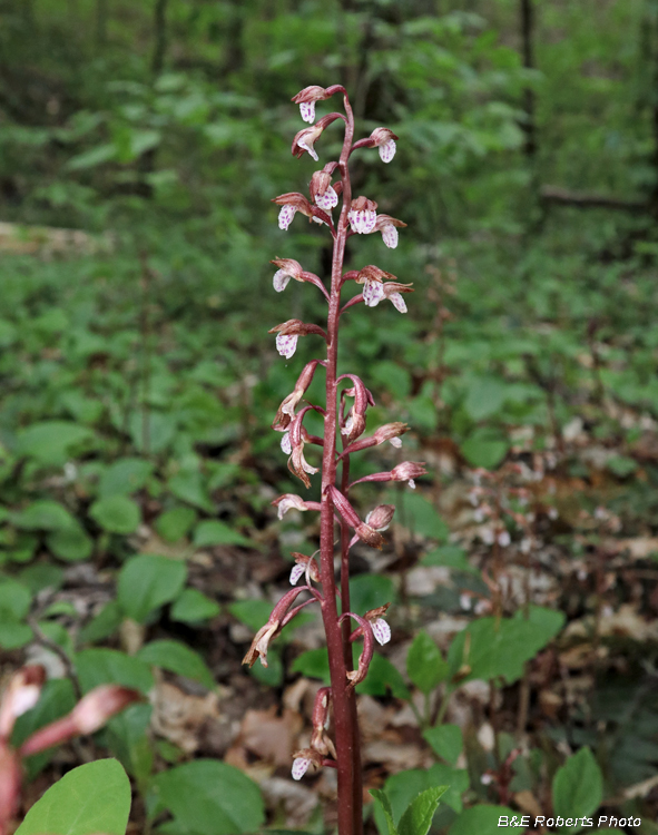 Wisters_Coralroot