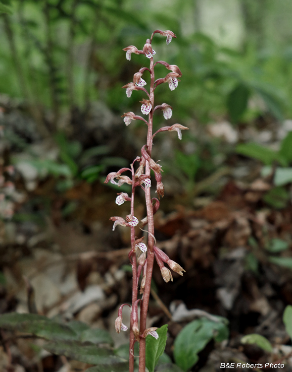 Wisters_Coralroot