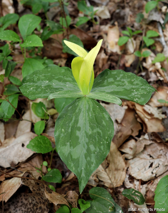 Trillium_luteum