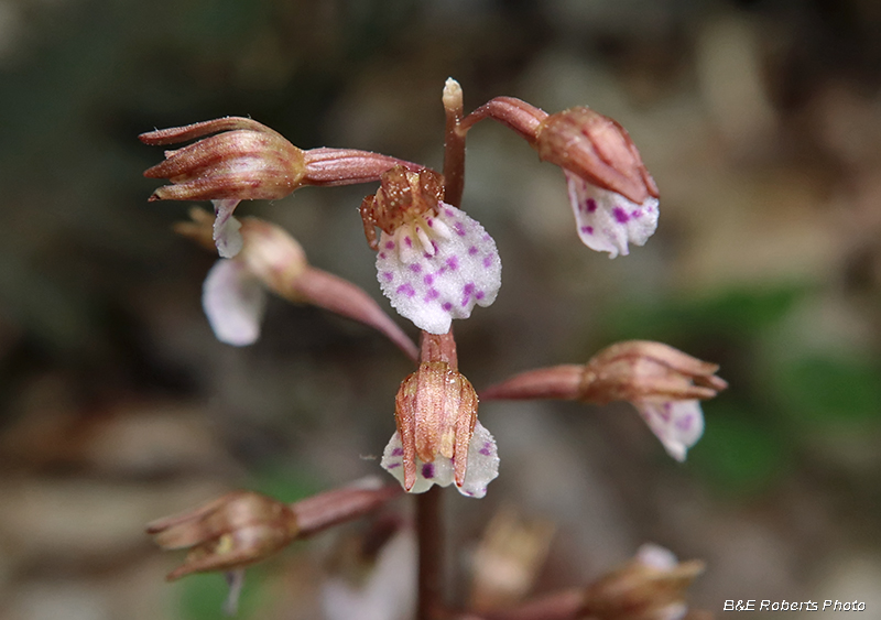 Flower_detail