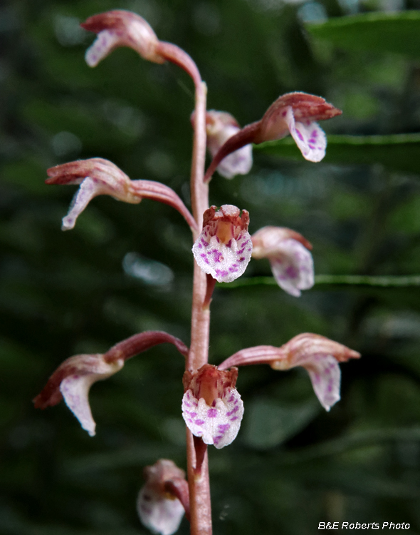 Flower_detail