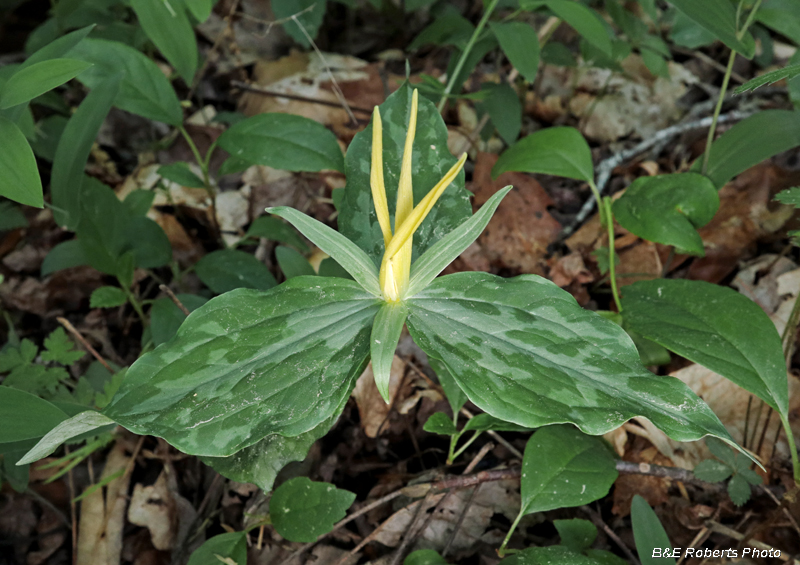 Trillium_luteum