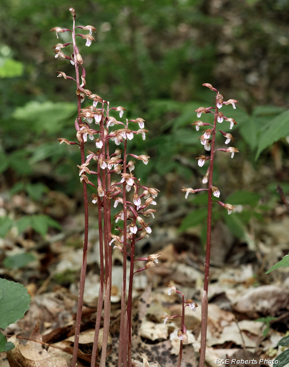 Coralroot_group