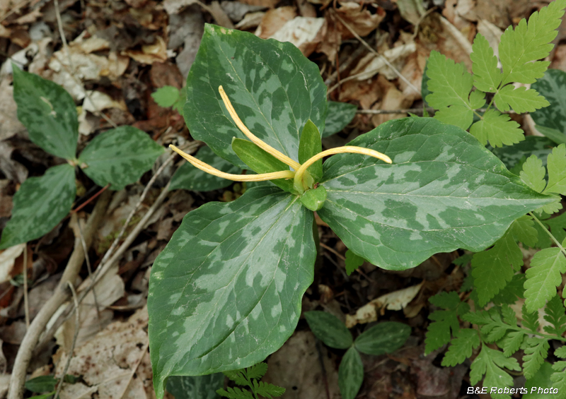 Trillium_luteum