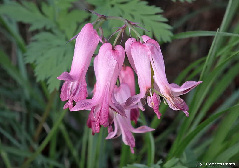 Bleeding_Hearts