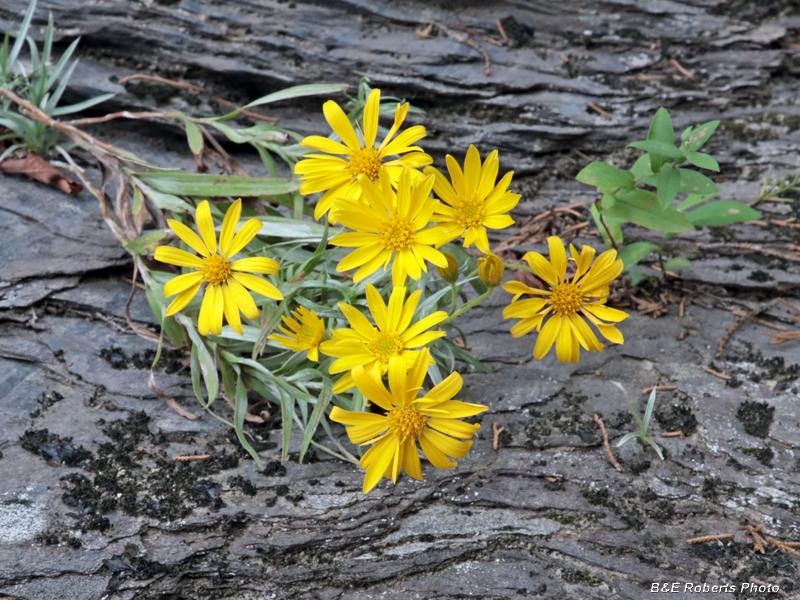 Ruths_Golden_Aster