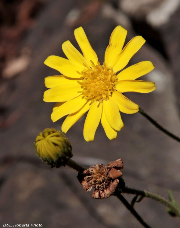 Ruths_Golden_Aster