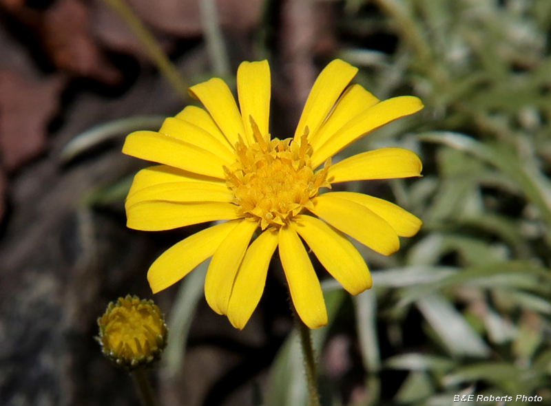 Ruths_Golden_Aster