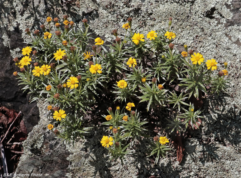 Ruths_Golden_Aster