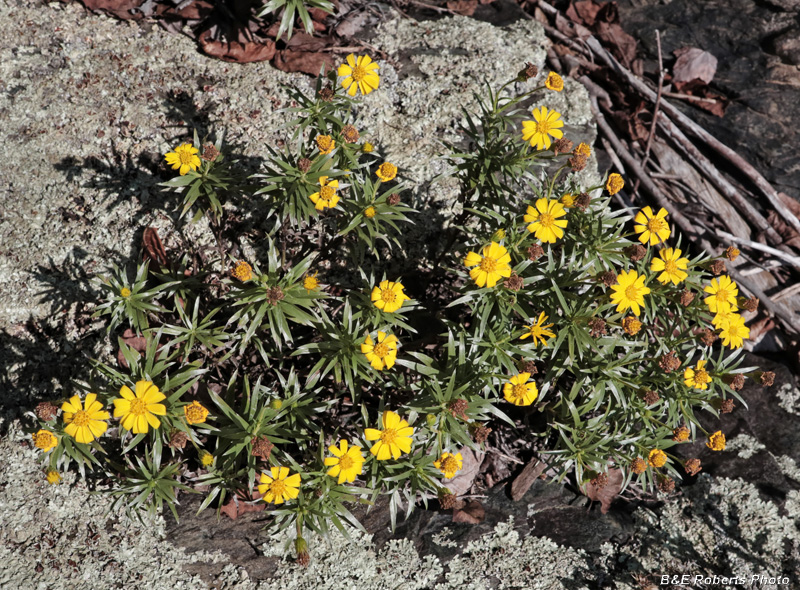 Ruths_Golden_Aster