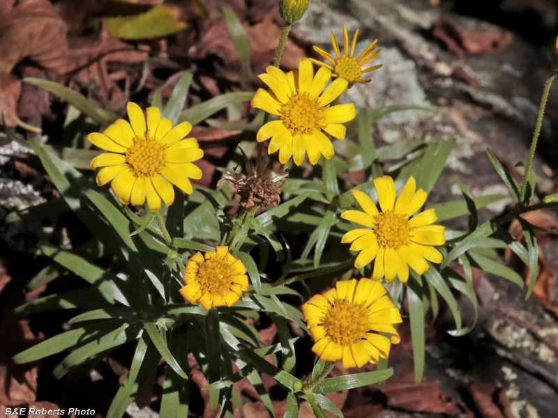 Ruths_Golden_Aster