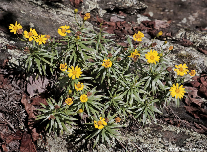 Ruths_Golden_Aster