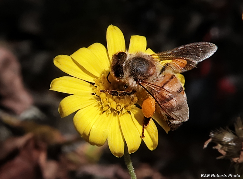 Ruths_Golden_Aster