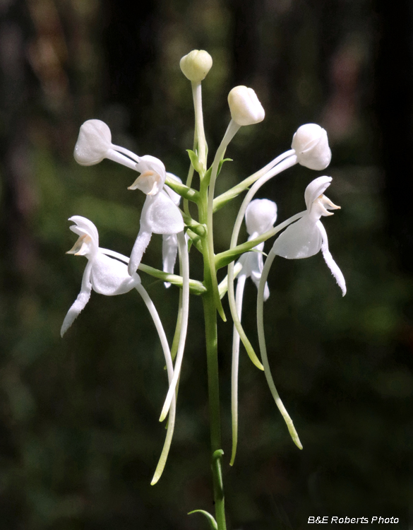 Platanthera_integrilabia