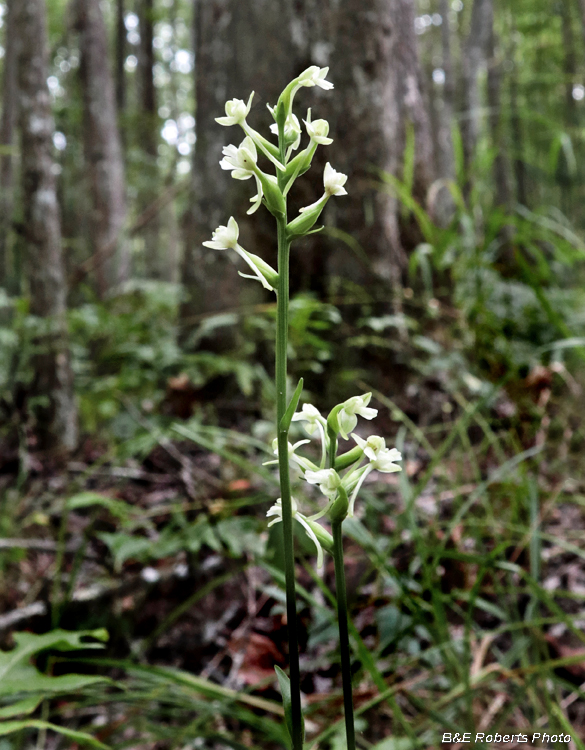 Platanthera_clavellata