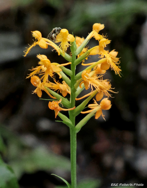 Platanthera_cristata