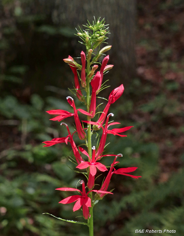 Cardinal_flower