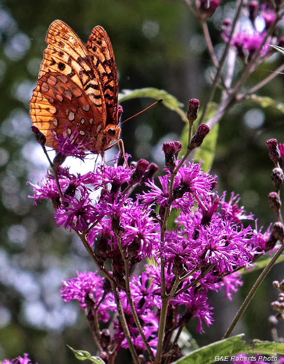 Fritillary_on_Iron_Weed