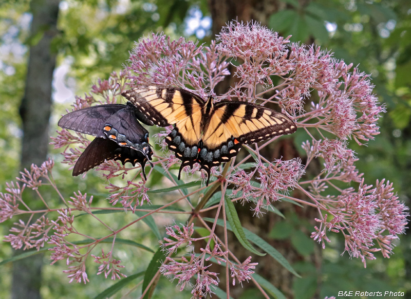 Swallowtails_on_JoePye_weed