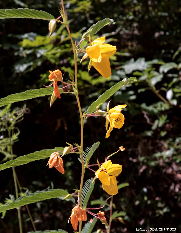 Partridge_Pea