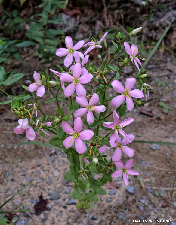 Sabatia