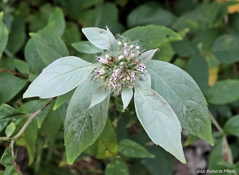 Mountain_mint