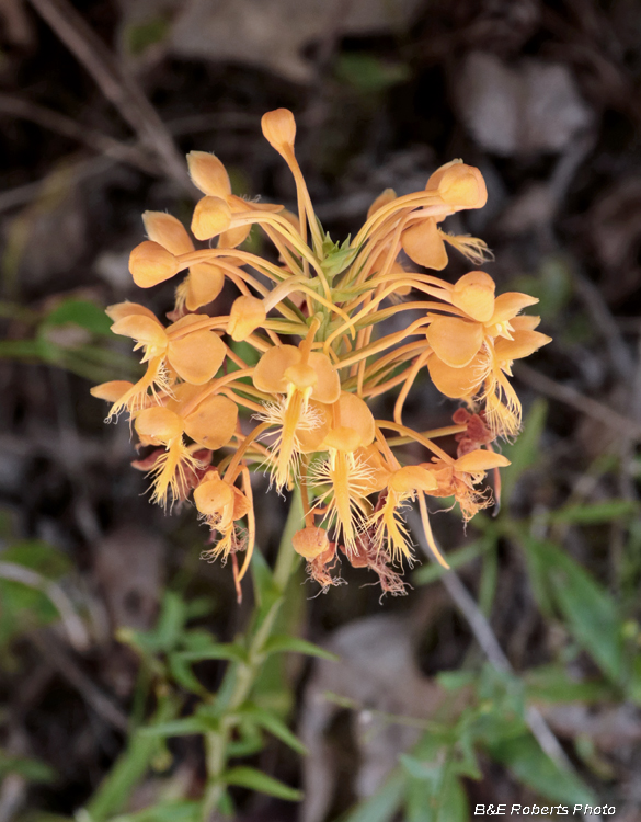 Platanthera_ciliaris