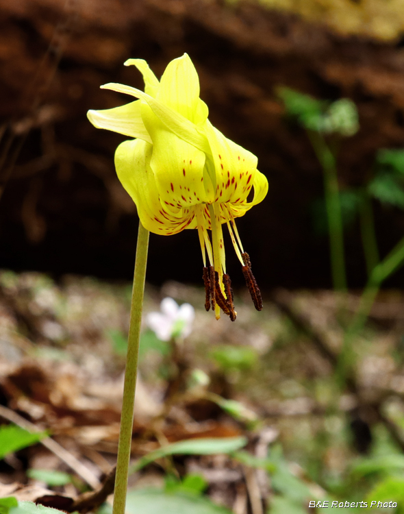 Trout_Lily