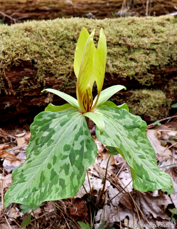 Trillium_cuneatum_yellow