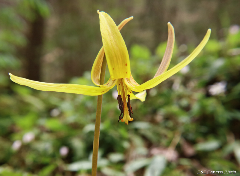 Trout_Lily