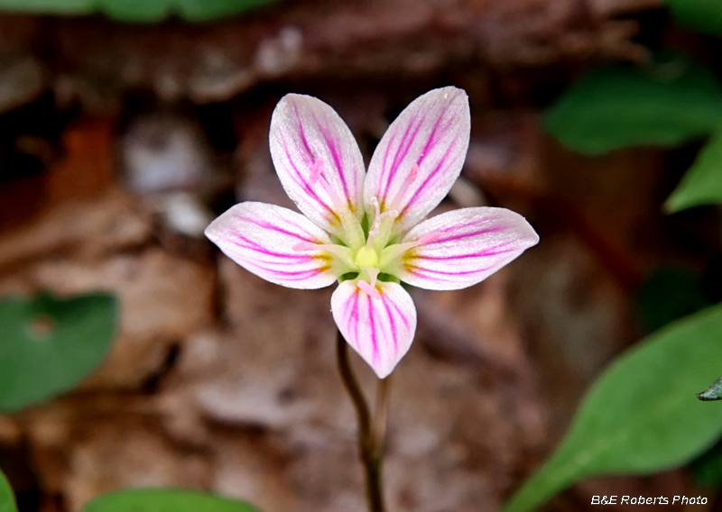 Spring_Beauty