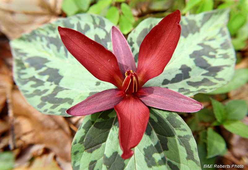 Trillium_cuneatum