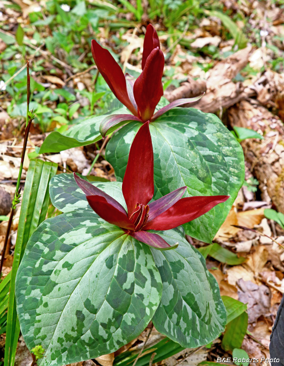 Trillium_cuneatum_red_pair