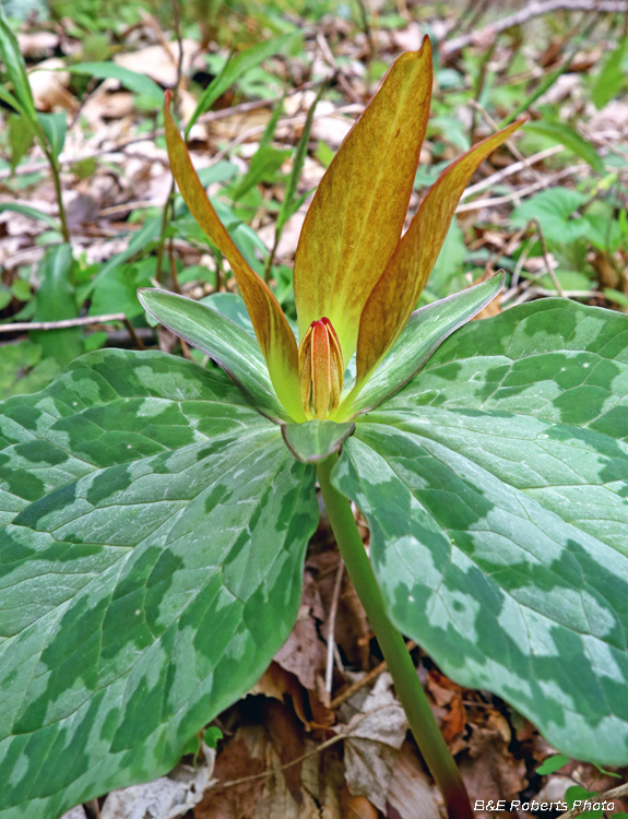 Trillium_cuneatum_bronze