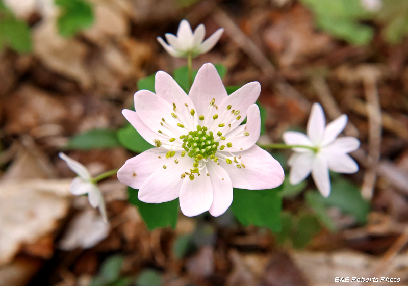 Rue_anemone