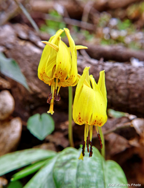 Trout_Lily_pair