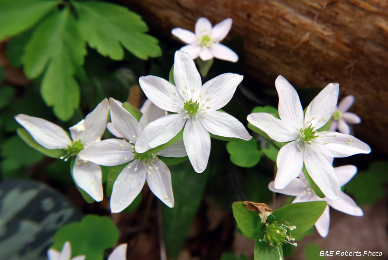 Rue_Anemone