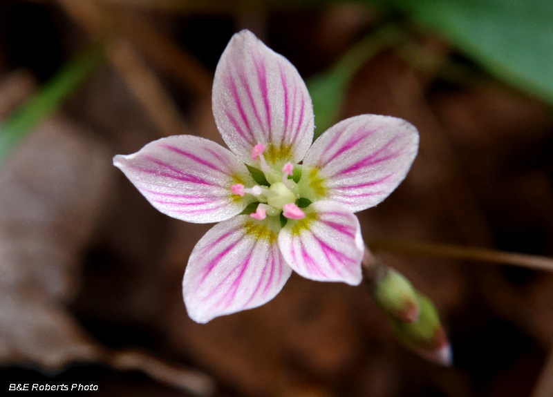 Spring_Beauty