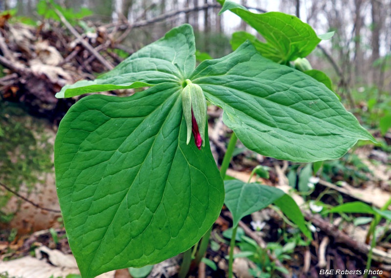 Trillium_erectum