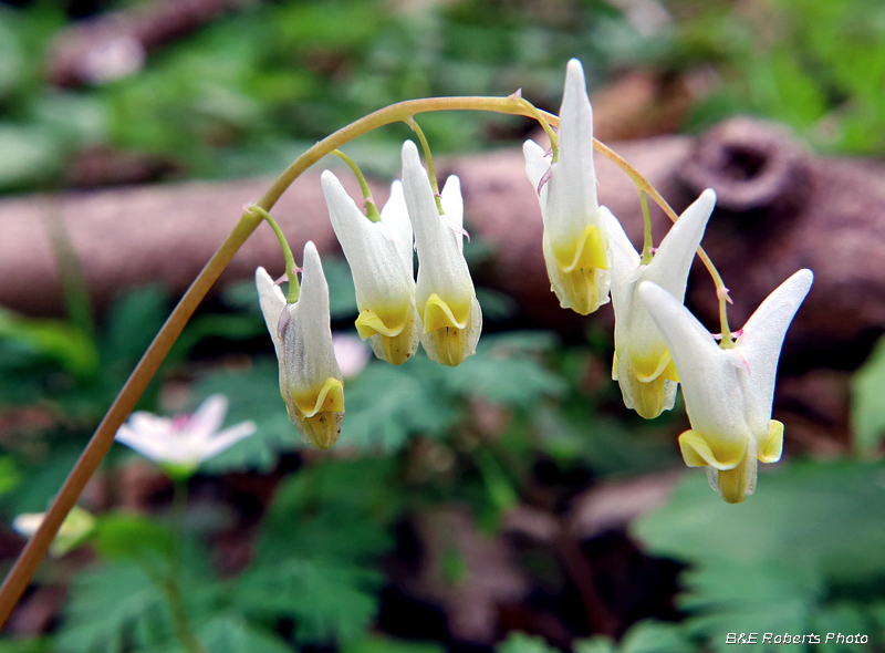 Dutchmans_Breeches