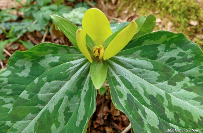 Trillium_cuneatum_yellow