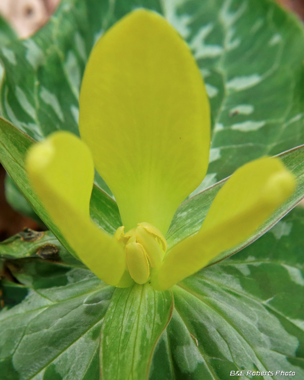 Trillium_luteum