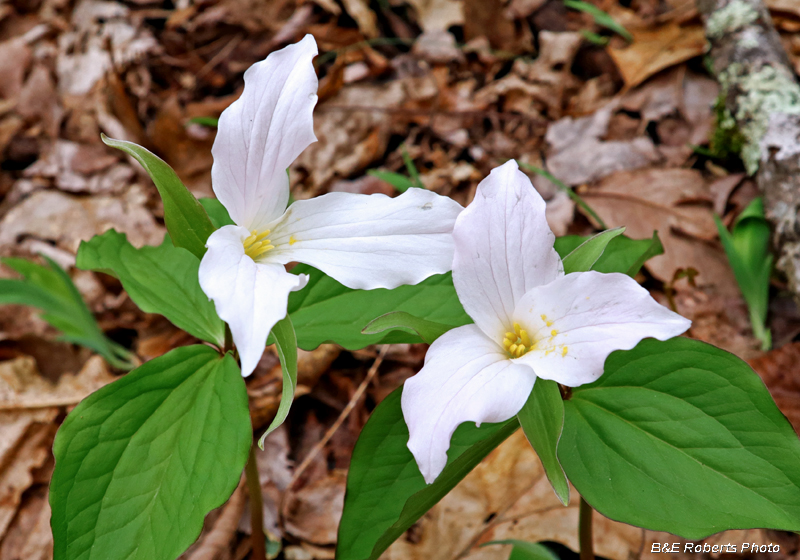 Trillium_grandiflorum_pair