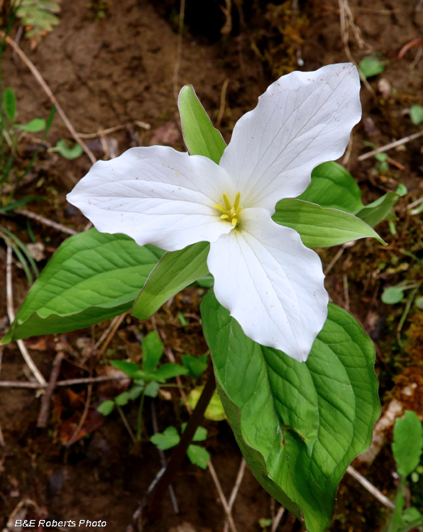 Trillium_grandiflorum