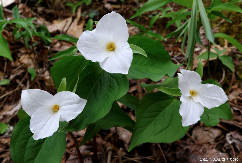 Trillium_grandiflorum_trio