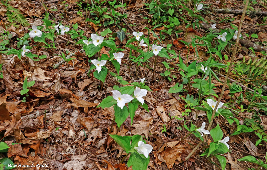 Trillium_habitat